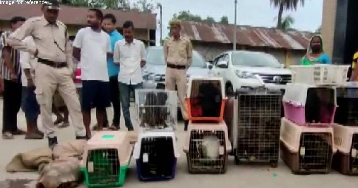 Assam: 2 vehicles carrying wild animals seized in Rangia